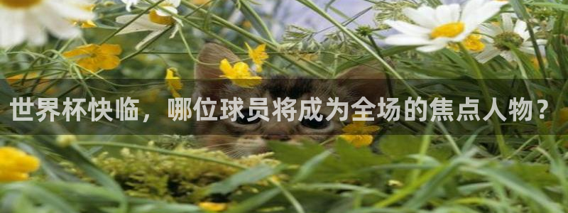 世界杯亚洲区预选赛：世界杯快临，哪位球员将成为全场的焦点人物？